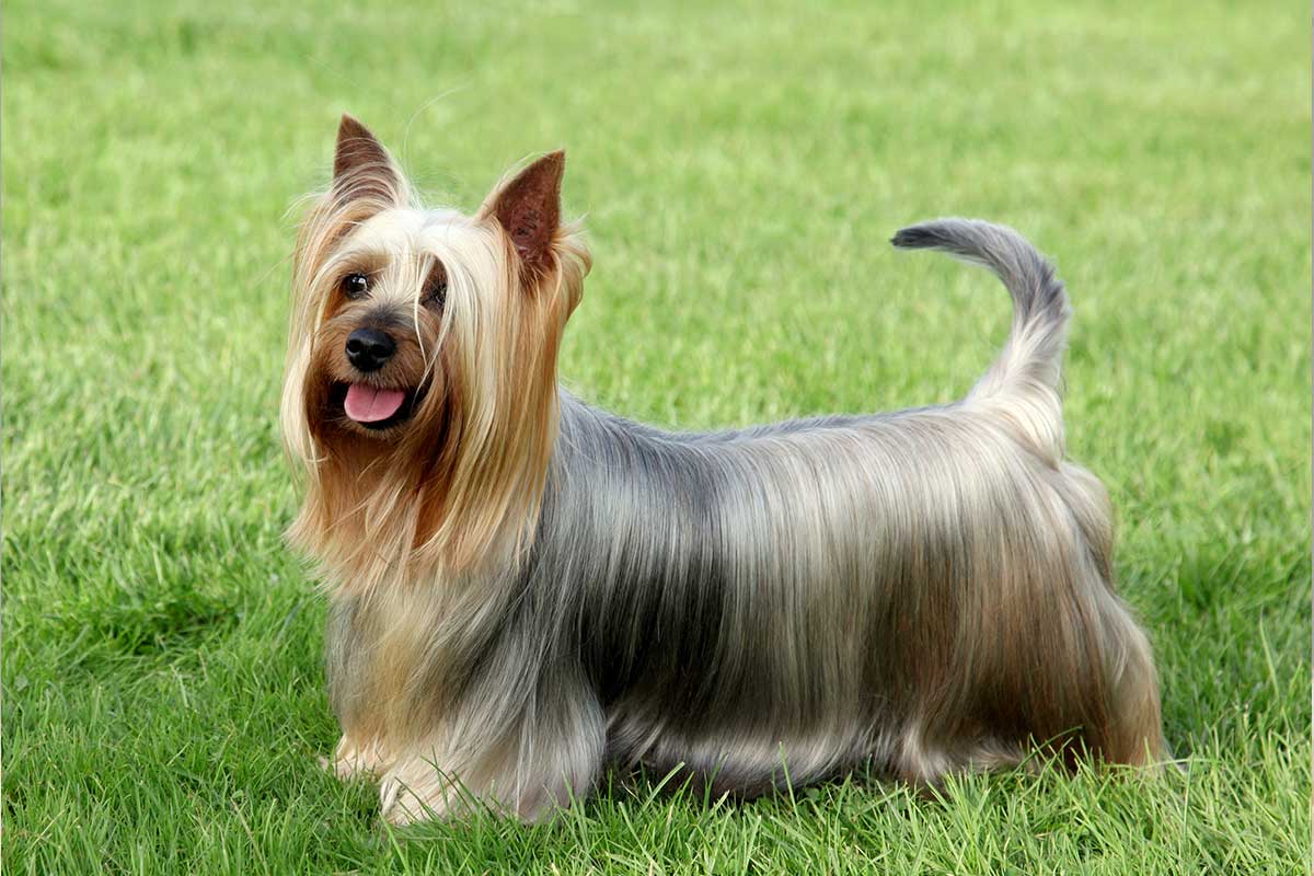  Silky Terrier Australiano 